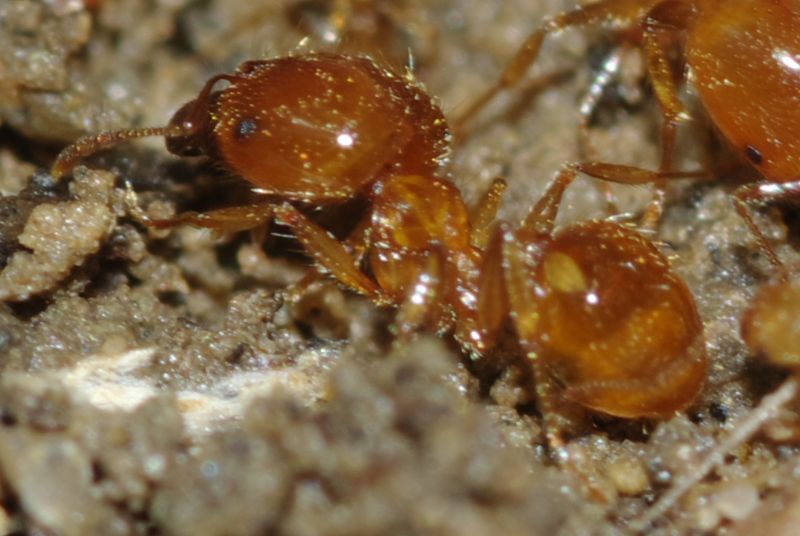 Pheidole pallidula scure